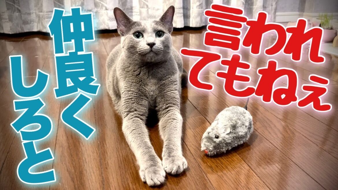 ロシアンブルー | 猫がネズミに出くわした時の予行演習をしたら [Russian Blue cat Kotetsu] Cat's rehearsal for meeting a mouse