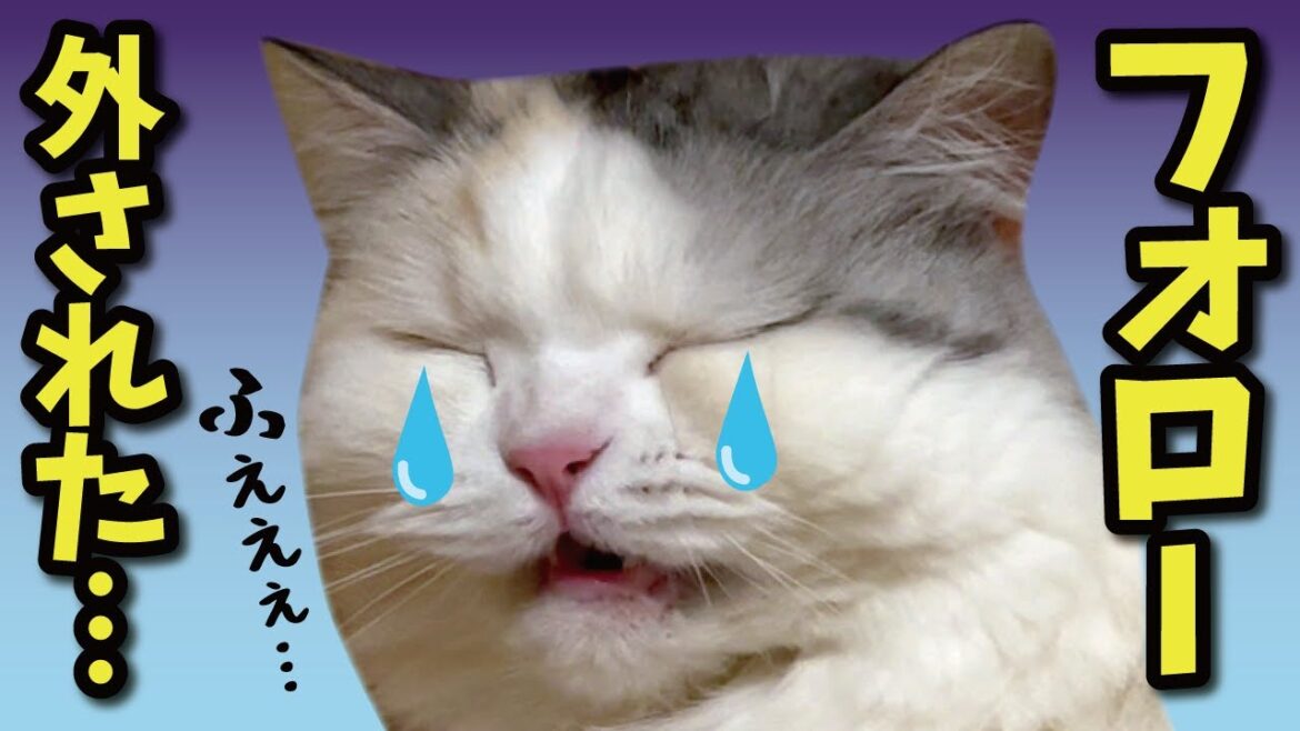 【悲報】有名猫YouTuberさんからフォロー解除されました…【関西弁でしゃべる猫】 【悲報】有名猫YouTuberさんからフォロー解除されました…【関西弁でしゃべる猫】