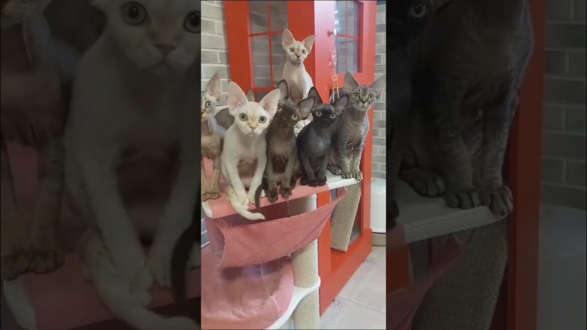 Why Devon Rex Cats Are Taking Over the Internet  #shorts #devonrexcat #catshorts #cats