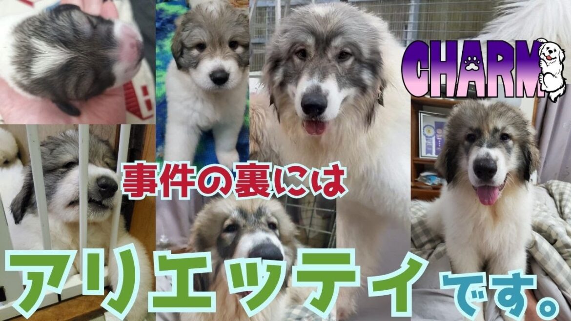 【イーライとナウシカの娘】真っ黒くろすけアリエッティです！【Great Pyrenees】