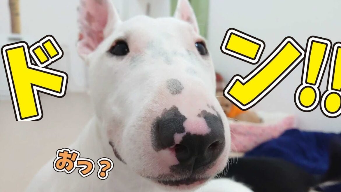 アップでてるお 🐶ひみつきちなう！🐶 (ミニチュアブルテリア) 2019年7月2日
