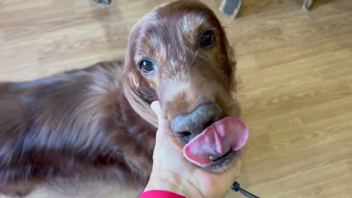 【大型犬のお留守番】テラへ！12日間のお留守番ありがとう！