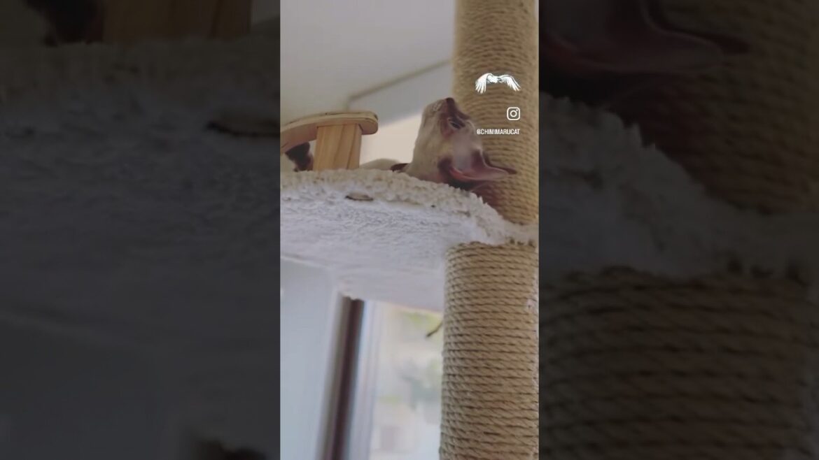 Devon Rex Cat - “I wonder what the outside world is like💭”「おそとのせかいって、どんなかにゃぁ🕊️」#devonrex #デボンレックス
