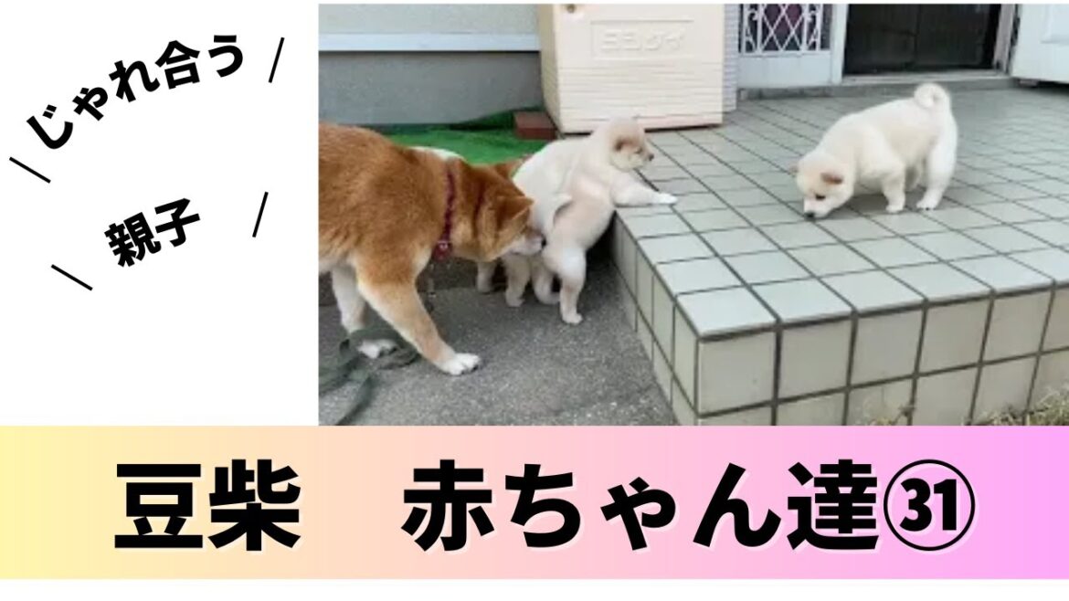 【豆柴】 柴犬　子犬の日常  　(Mameshiba) (Shiba inu)【44】