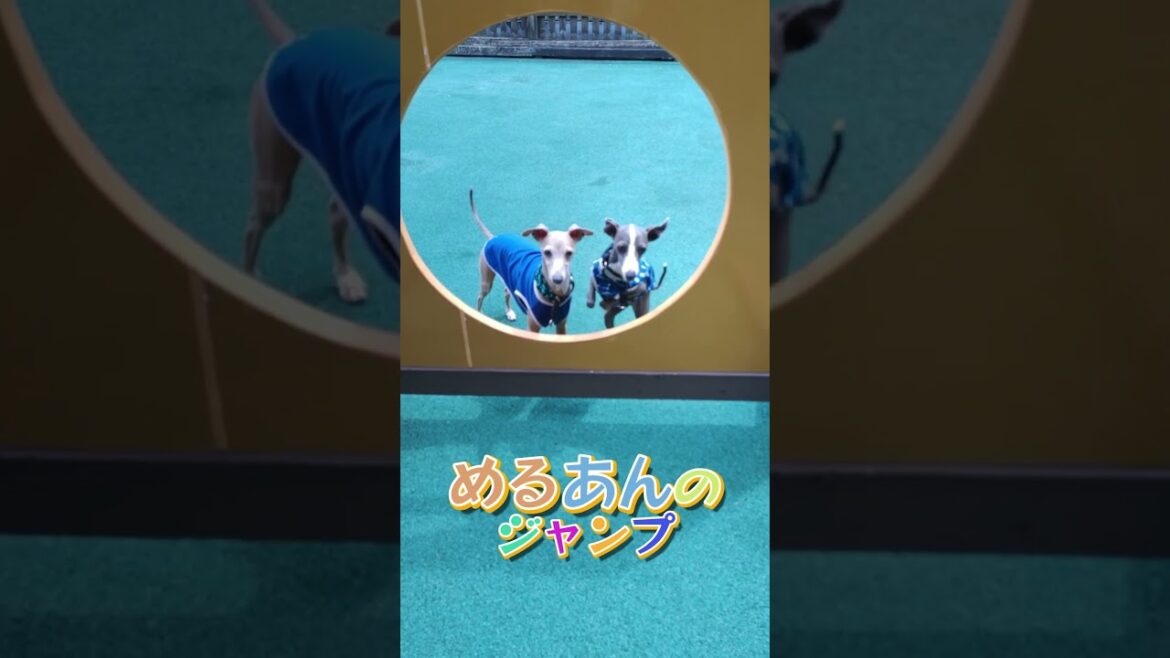 おやつで釣ったらイタグレ2頭のジャンプが撮れた #shorts