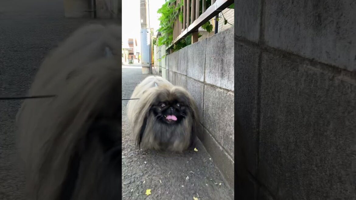 モフモフペキニーズの朝トレ