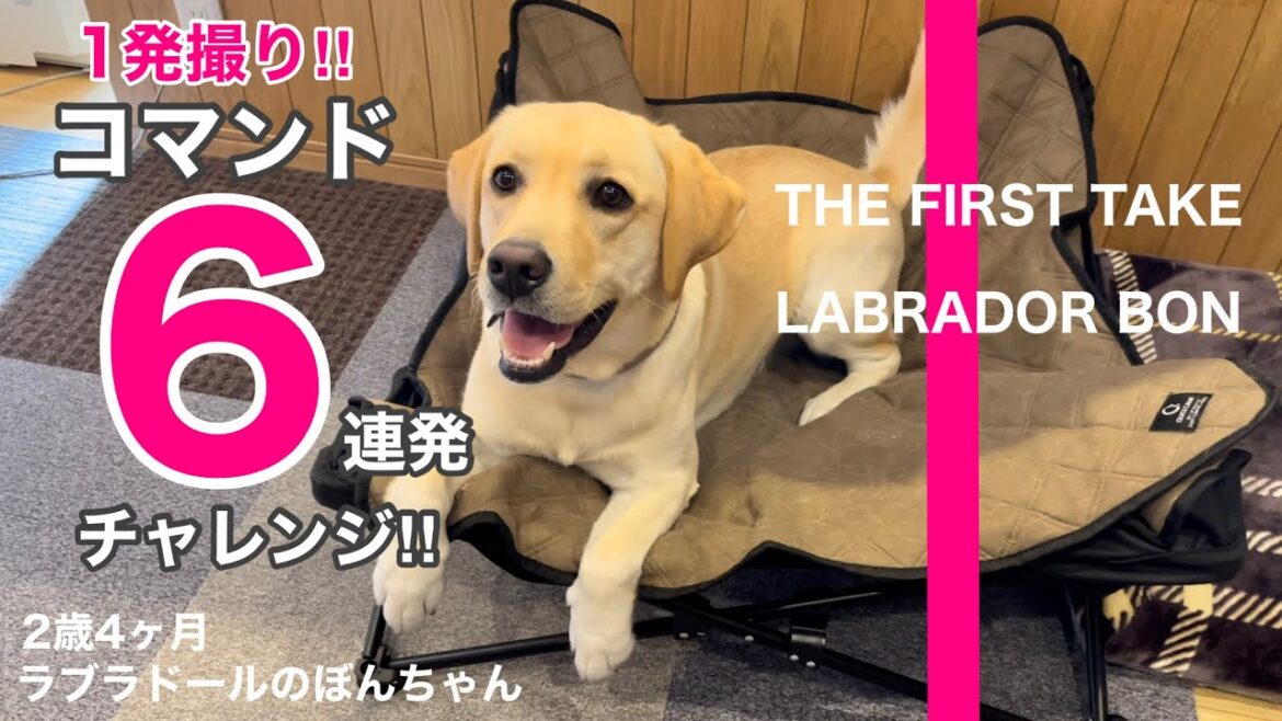 【THE FIRST TAKE#108】1発撮りでコマンド6連発チャレンジ!はたして成功なるか⁉︎★ラブラドールレトリバー labrador retriever 大型犬  ぼんちゃん 【THE FIRST TAKE#108】1発撮りでコマンド6連発チャレンジ!はたして成功なるか⁉︎★ラブラドールレトリバー labrador retriever 大型犬  ぼんちゃん