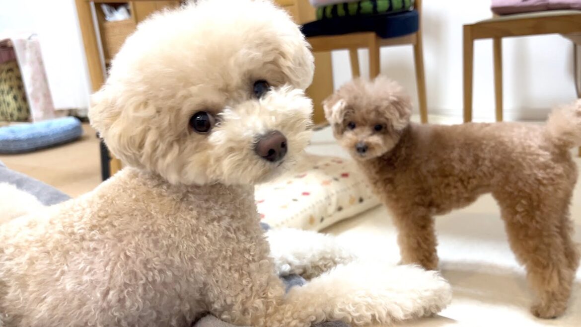仲良く寝てる兄妹犬に混ざろうとしたらこんな事になってしましました…