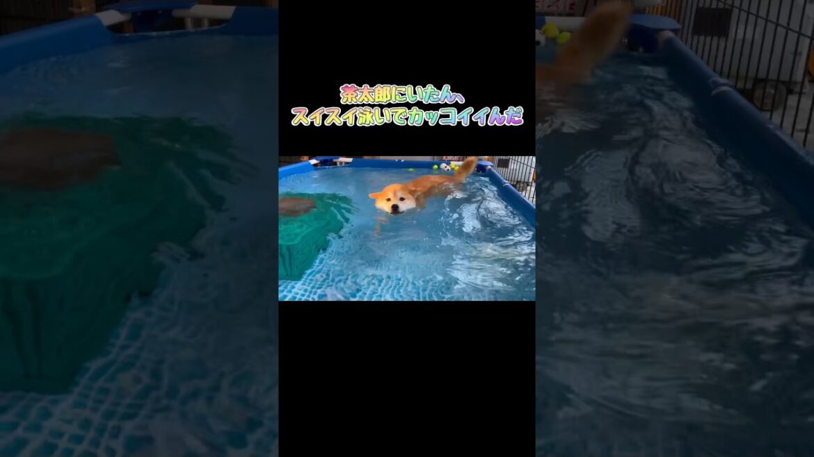 泳ぐ兄柴犬に憧れたら…笑太郎笑笑 泳ぐ兄柴犬に憧れたら…笑太郎笑笑