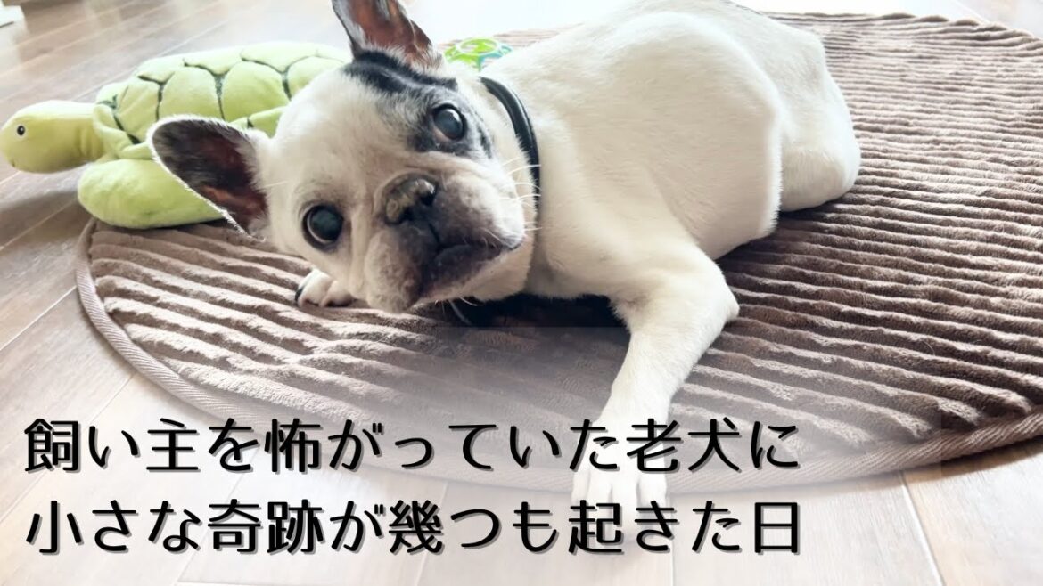突然、飼い主を怖がるようになった愛犬に、小さな奇跡が幾つも起きた！フレンチブルドッグ