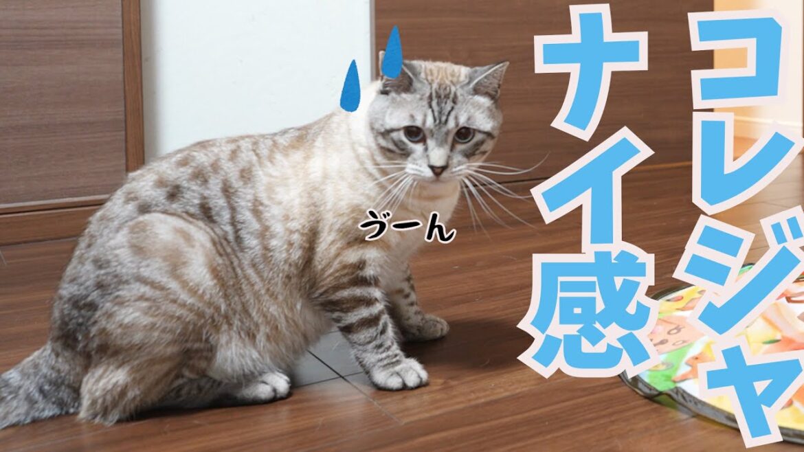【悲報】新しいおもちゃが好みじゃなかった時の猫