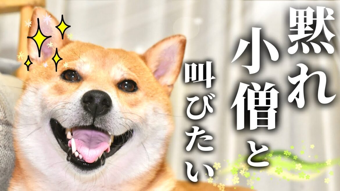 犬が憧れのセリフ第１位を叫ぶ時、気づいてみれば第１０位まで発表していた話【あるじのステップ】三浦半島ジブリ