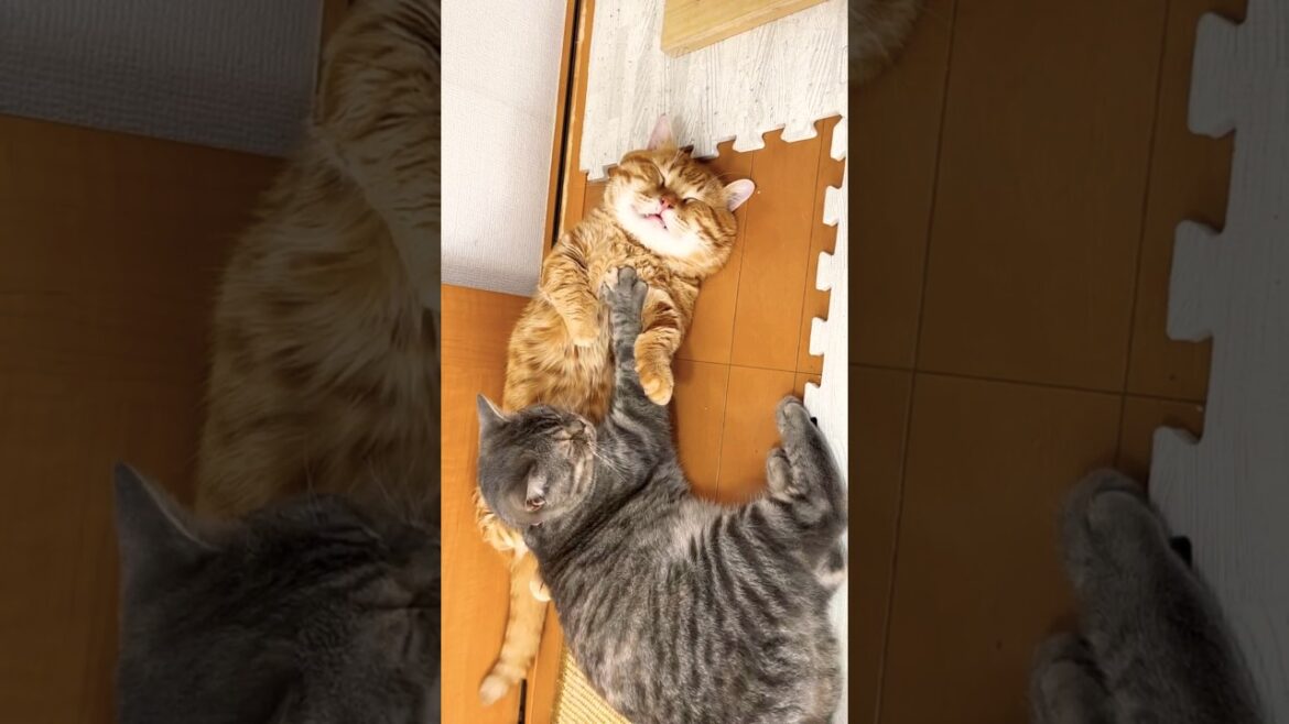 寝てるお兄ちゃん猫を起こし続ける妹猫がたまらなくかわいい！ #shorts