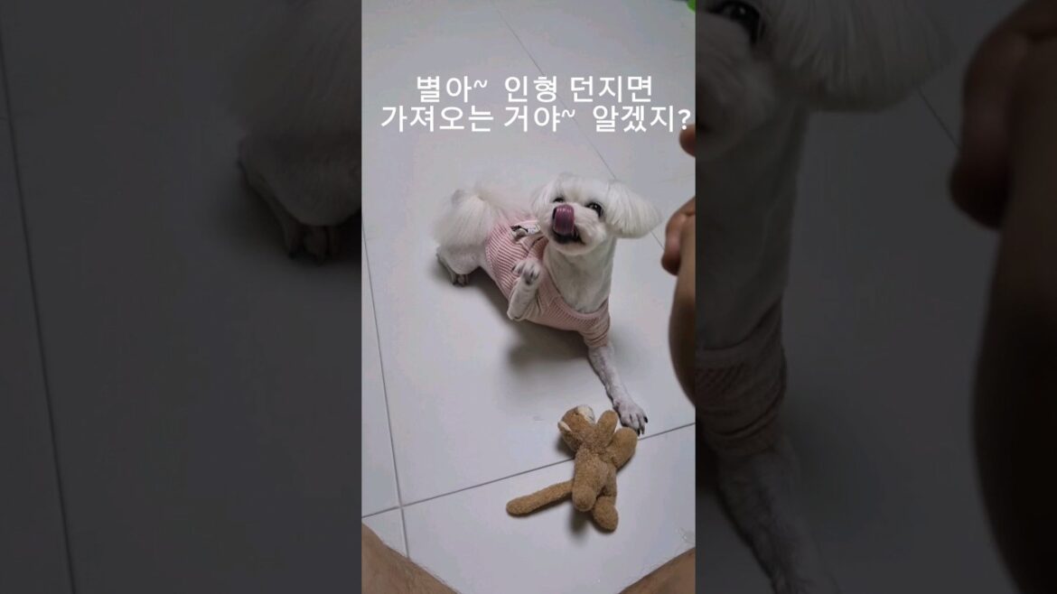 말 잘듣는 강아지~ ㅋㅋeducation results #강아지 #교육 #놀이