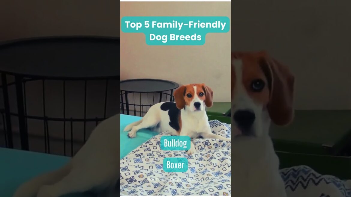 Top 5 Family-Friendly Dog Breeds ๐จโ๐ฉโ๐งโ๐ฆ๐ถ Top 5 Family-Friendly Dog Breeds ๐จโ๐ฉโ๐งโ๐ฆ๐ถ
