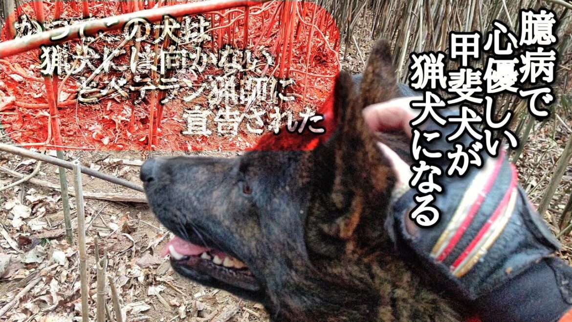 甲斐犬【牙狼】と単独猟#松ごり #猪 #猟犬 #甲斐犬 #狩猟