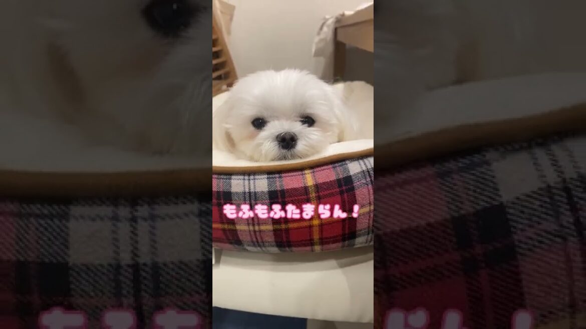 もふもふ感がたまらない【マルチーズ】 もふもふ感がたまらない【マルチーズ】