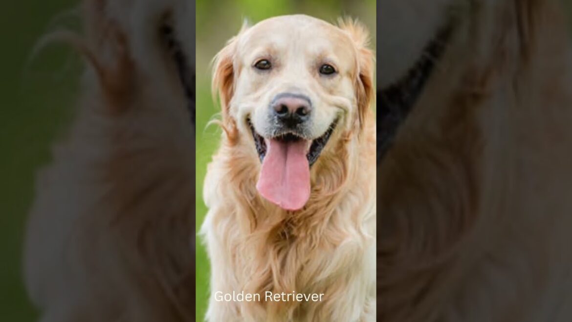 Three Possible Reasons, Why Do Cats Drop Things & Most Popular Dog Breeds #catsanddogs