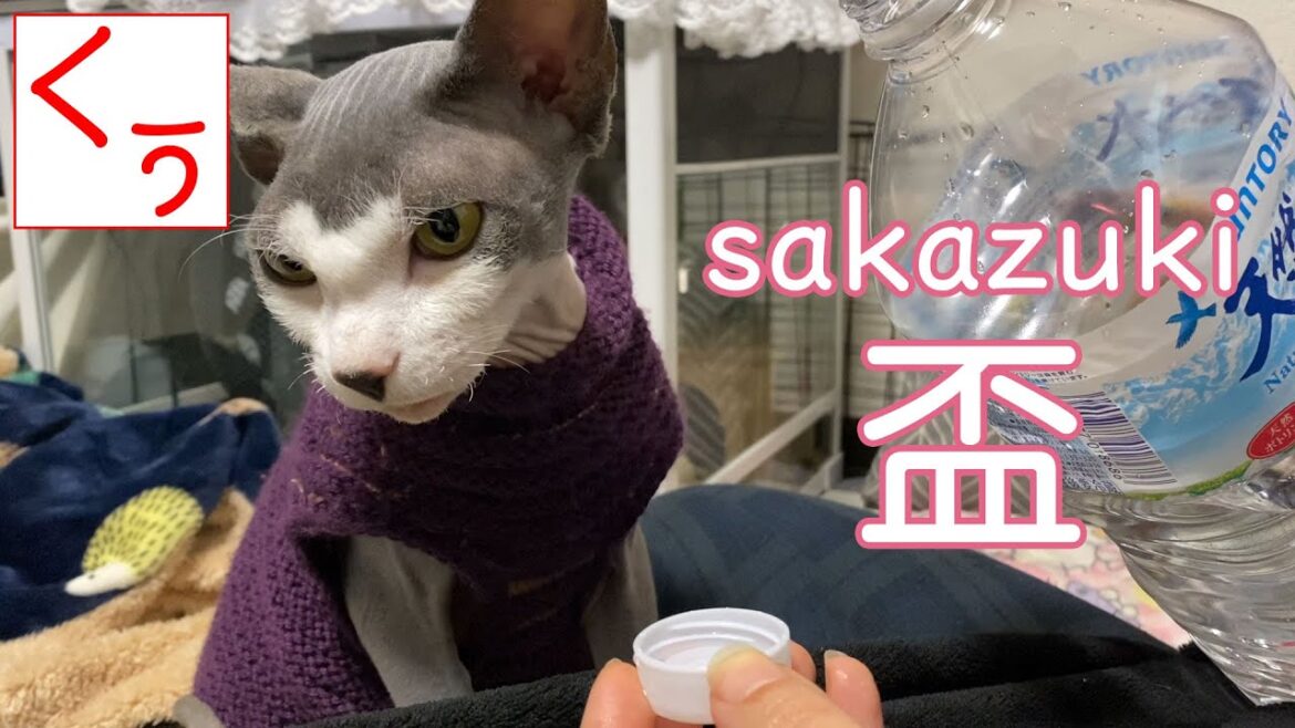 【第116話】スフィンクス猫と交わす盃 【第116話】スフィンクス猫と交わす盃