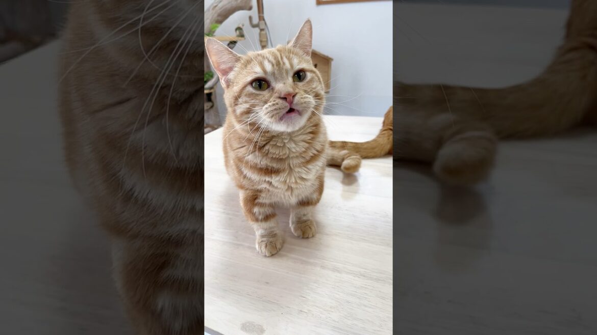 バン！って言われたら思わず変顔しちゃったマンチカンのちゃーぼーがたまらなくかわいすぎる！ #shorts