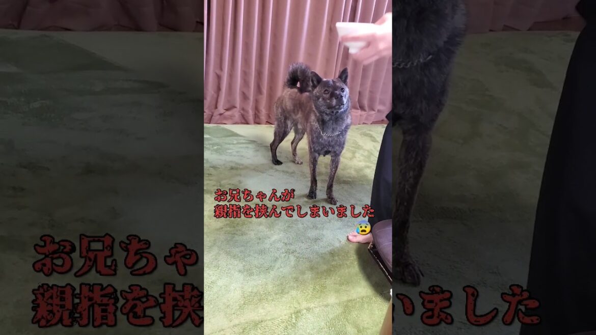 【甲斐犬mix ハル】お兄ちゃんの治療を邪魔する犬🐶