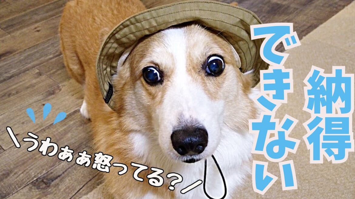 犬生初の帽子に納得いかない顔をするコーギー犬
