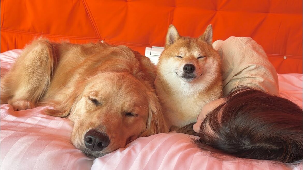 いつどんな時でもママにくっついていたがる愛犬達が愛おしすぎた