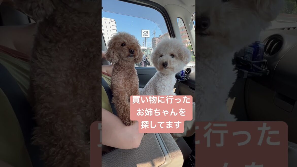 【お姉ちゃんどこ】お姉ちゃん早く帰ってきて#トイプードル#多頭飼い#お姉ちゃん