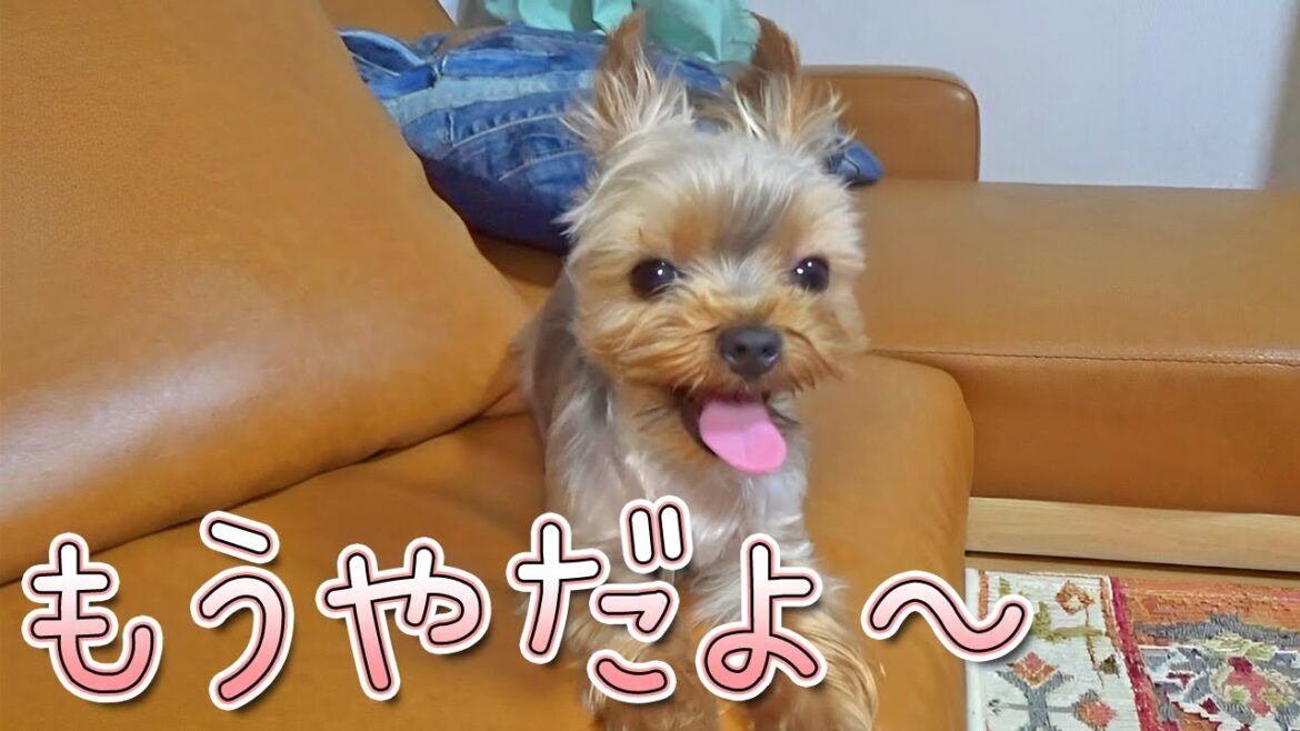 【ヨークシャテリア】苦手なヤツがやって来たヨークシャテリア【Yorkshire Terrier】