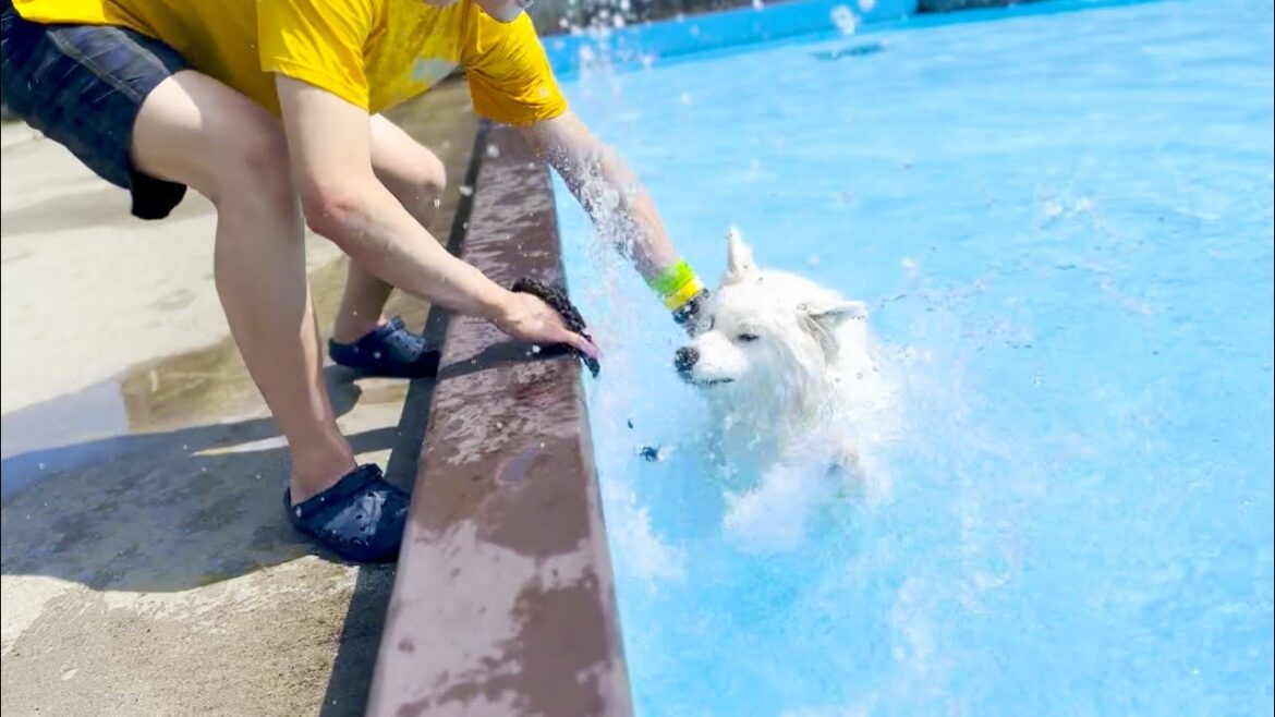 初めてのプールでトラウマ級の溺れ方をしてしまう犬【サモエド】 初めてのプールでトラウマ級の溺れ方をしてしまう犬【サモエド】