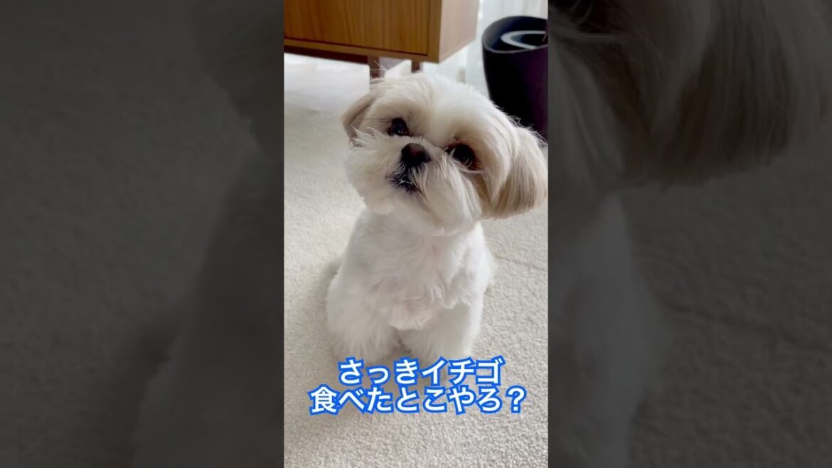 【シーズー犬/はに丸】話しかけた時の反応があざとすぎる！#shorts