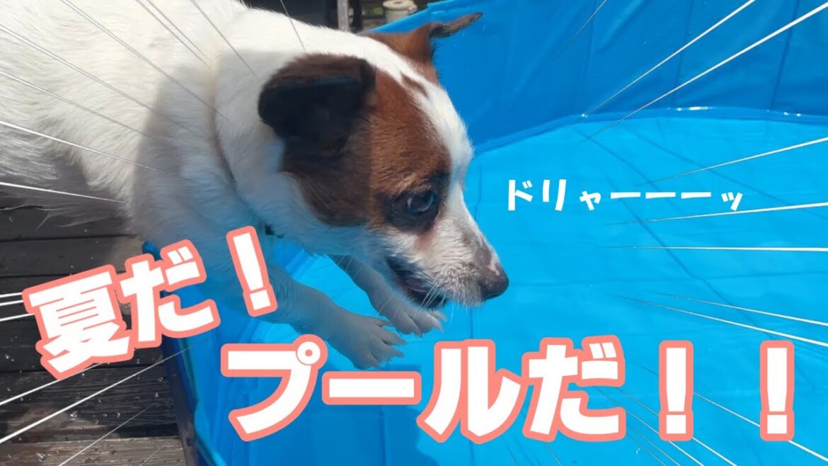 勢いあまって．．．びっくりしてプールに飛び込めなくなっちゃっいました【ジャックラッセルテリア】