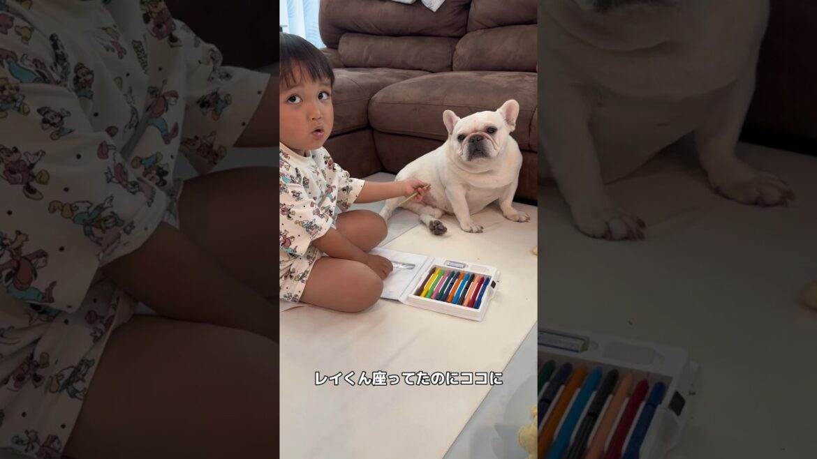子供嫌いな犬に少し意地悪を言ってしまった3歳児… #shorts #保護犬 #フレンチブルドッグ