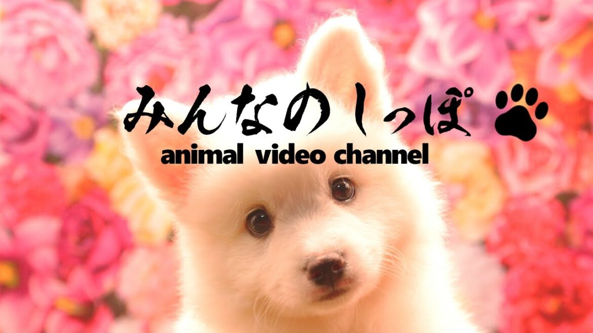 みんなのしっぽ#42のその後子犬動画【日本スピッツ】（ Best Dog Videos - Japanese Spitz ）