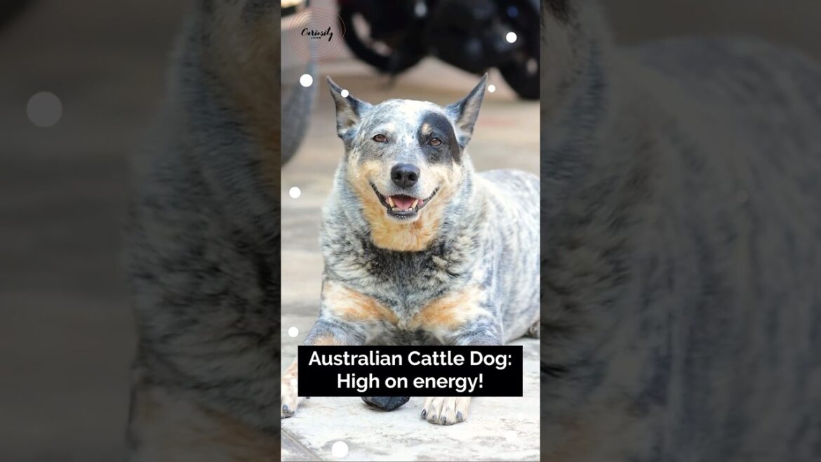 Australian Cattle Dog: High on energy!