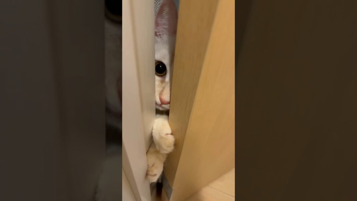 可愛すぎてトイレできません #マンチカン #猫 #子猫 #cat #shorts