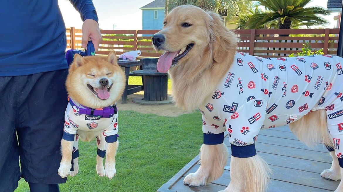 愛犬と海に行ったらテンションが大爆発して大変な事になりました… 愛犬と海に行ったらテンションが大爆発して大変な事になりました...