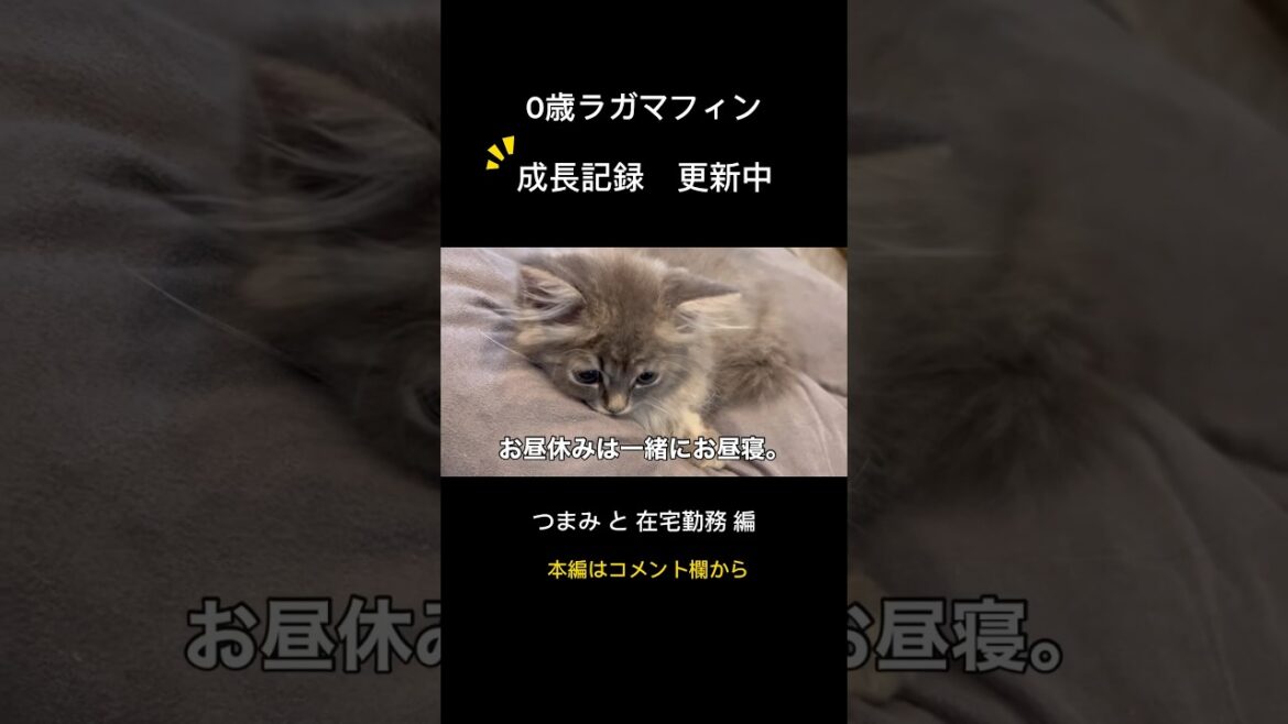 子猫と在宅勤務した結果・・・#子猫 #つまみちゃん #ラガマフィン#shorts