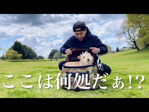 【愛犬にサプライズ】キャリーバックを開けたら大好きな広場だったら・・・レイクランドテリア(ドッキリ) 【愛犬にサプライズ】キャリーバックを開けたら大好きな広場だったら・・・レイクランドテリア(ドッキリ)