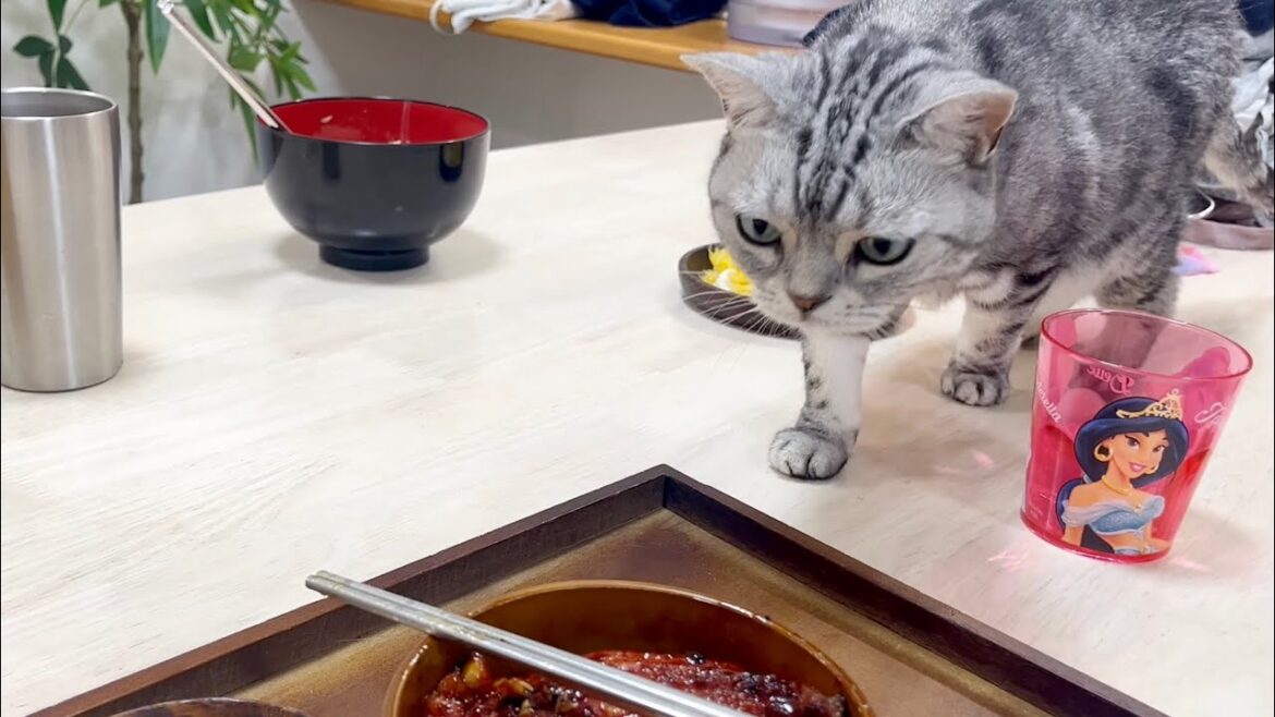 世界一美しいうなぎ泥棒