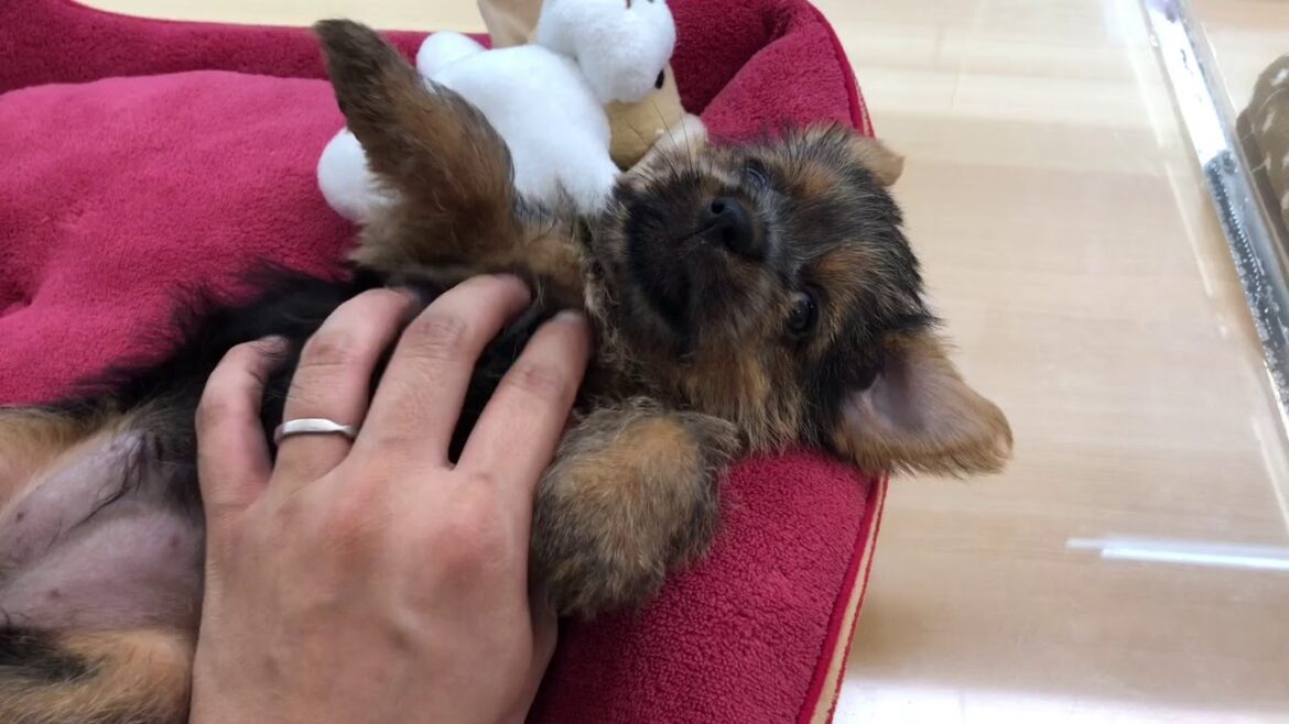 ペッツワン城山店　☆希少犬種＆希少カラーのノーフォークテリア☆