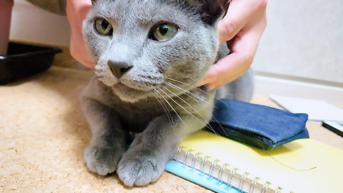 【猫動画】帰宅直後の旦那に甘えるロシアンブルー【russianbule】Russian blue spoiled by husband who came home 【猫動画】帰宅直後の旦那に甘えるロシアンブルー【russianbule】Russian blue spoiled by husband who came home