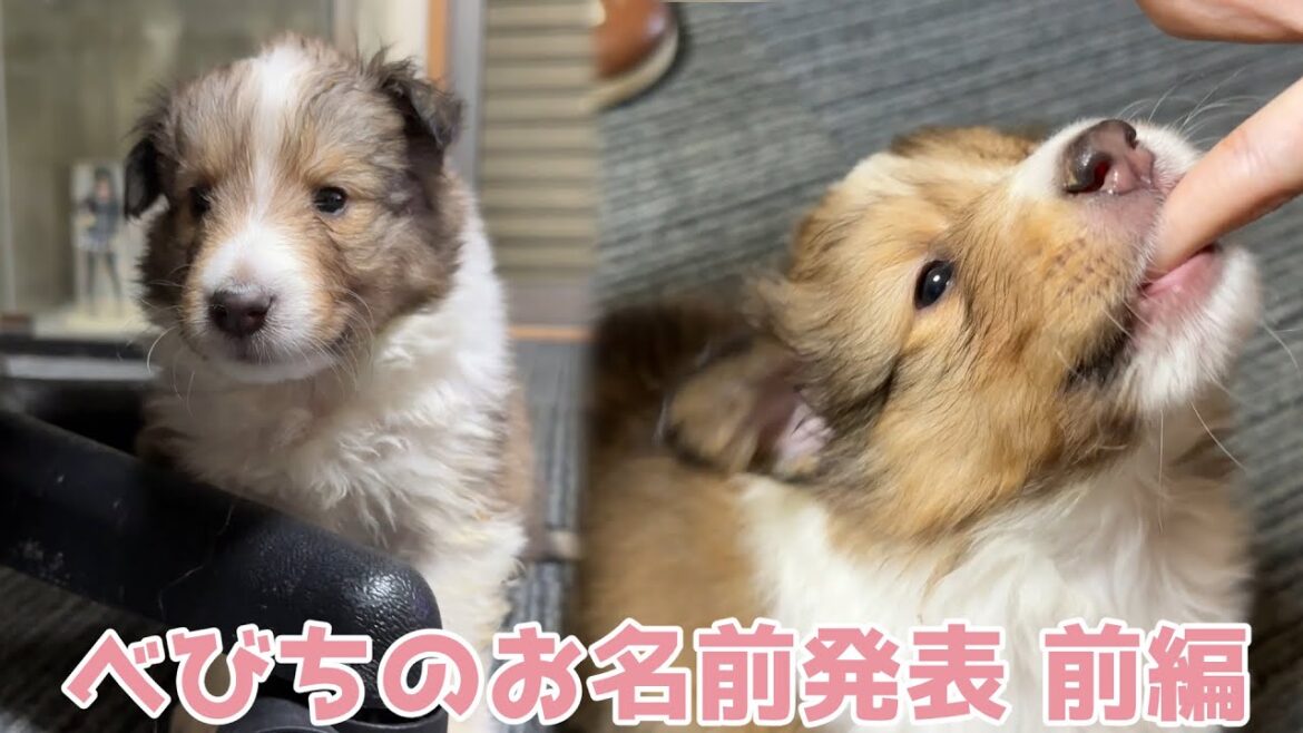 【シェルティ】べびちのお名前発表🐾【前編】 【シェルティ】べびちのお名前発表🐾【前編】