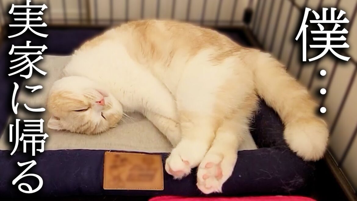 理不尽に犬に怒られ家出した猫がこうなりました...