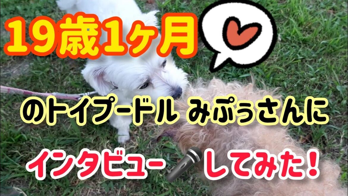 【19歳1ヶ月】トイプードルのお爺さんにインタビュー🎤アニマルコミュニケーション報告