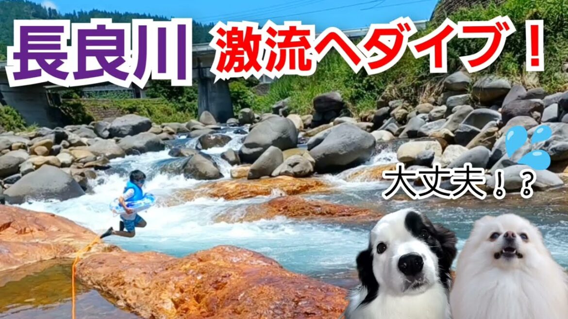 長良川の激流へ飛び込み！夏休みに犬と川遊び