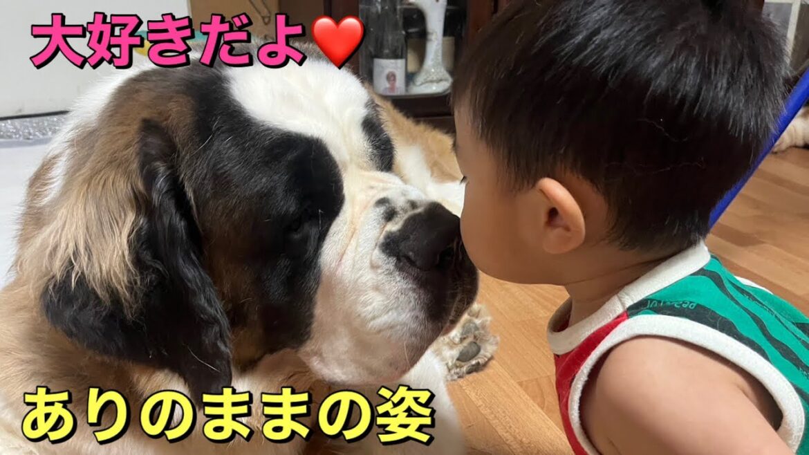 【セントバーナード】犬達と孫のありのままの姿を、ノーカットでお届けします。