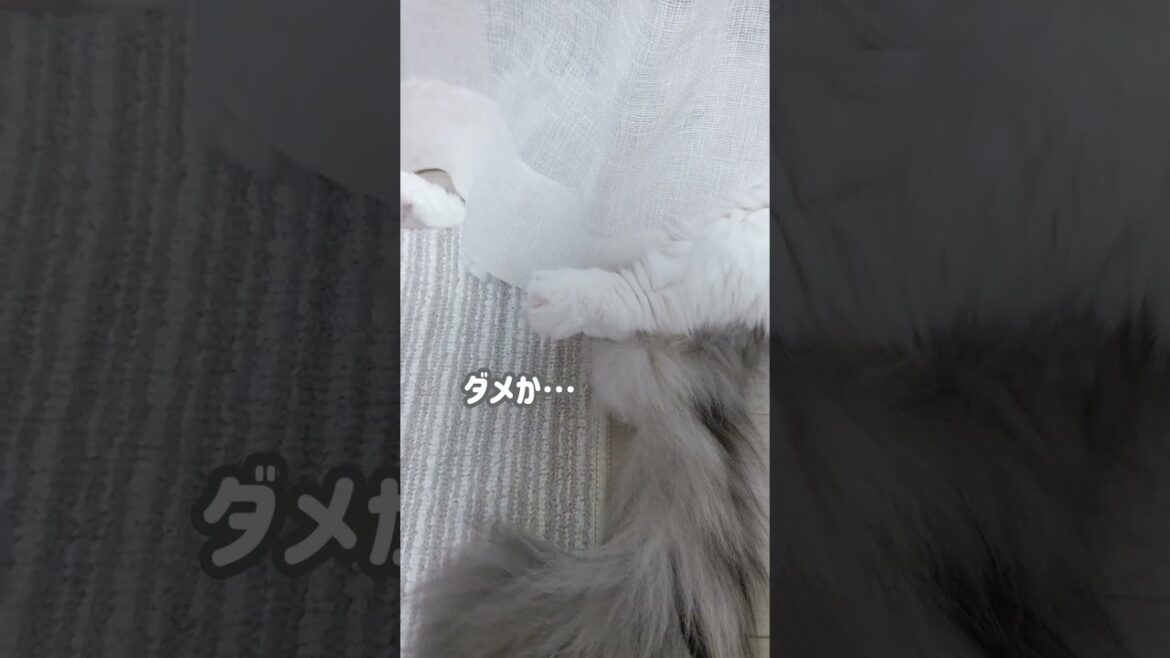 カーテンから片足だけ！！猫。【ノルウェージャンフォレストキャット】＃Shorts