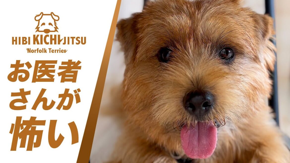 愛犬キチ ワクチン注射 & アレルギー湿疹の再診【 dog ノーフォークテリア norfolkterrier 動物病院】