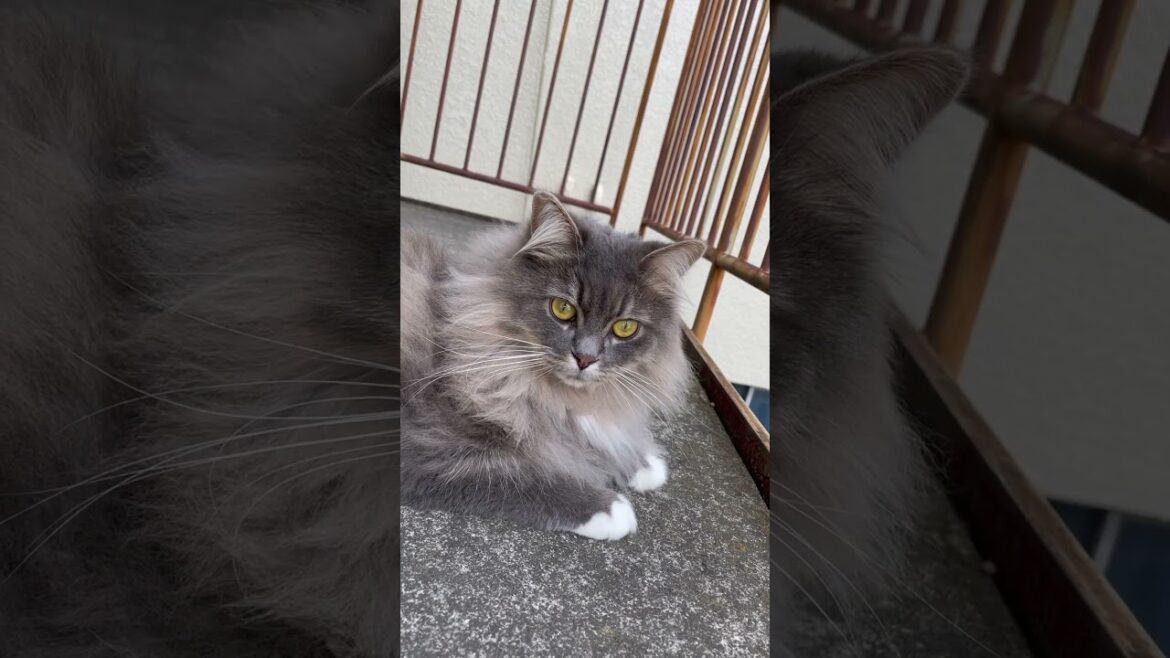 サイベリアン猫日記【2023.04.28】1歳10ヶ月 #siberiancat